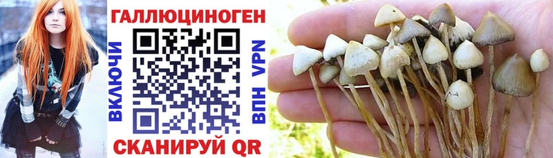 kraken маркетплейс  Егорьевск  Псилоцибиновые грибы Cubensis 